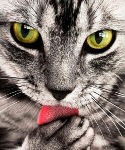 Crafting Spark Diamond Painting Kit Kitten CS2533 7.87 x 11.81 inches